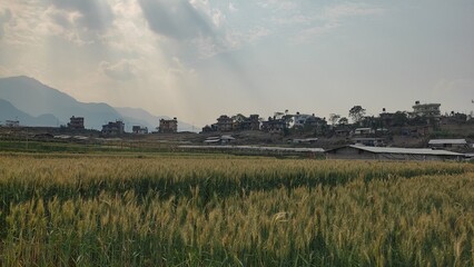 rays of sun on rice fields in rural Nepal 