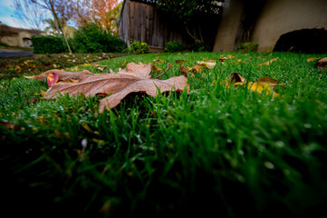 Outdoor plants and leaves with winter frost