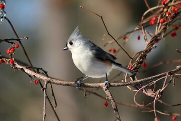 bullfinch on a branch