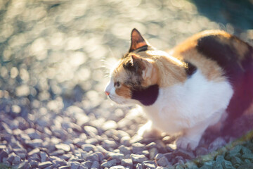 Cute cat lying on the ground in the garden. Selective focus.