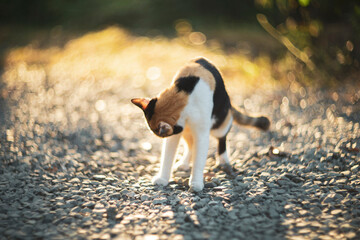 Cute cat lying on the ground in the garden. Selective focus.