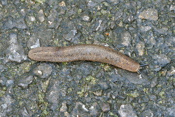 ナメクジの一種（沖縄県・石垣島）
