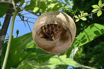 コガタスズメバチの巣作り（北海道・鶴居村）
