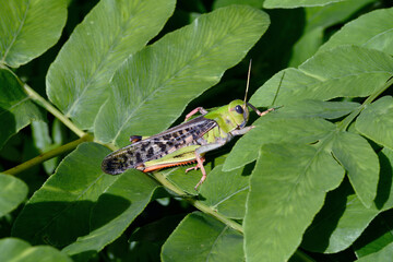 トノサマバッタ（北海道・層雲峡）
