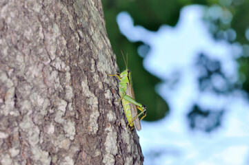 ハネナガフキバッタ（北海道・知床）
