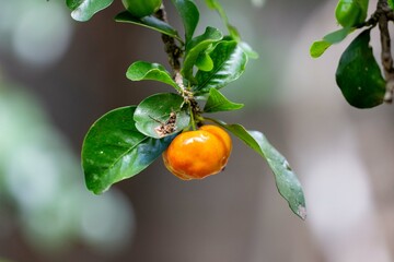 Aceroleira com fruta madura. Acerola. Brasil.	

