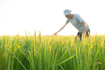 米の成長を調べる農家
