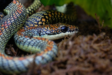 Chrysopelea, more commonly known as the flying snake or gliding snake is a genus that belongs to the family Colubridae.