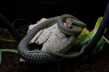 Chrysopelea, more commonly known as the flying snake or gliding snake is a genus that belongs to the family Colubridae.