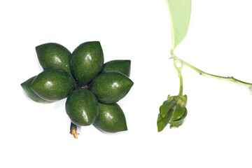 Plant Structure of Flowers, Fruits and Seeds in Laboratory.