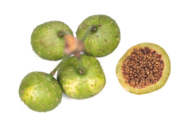 Plant Structure of Flowers, Fruits and Seeds in Laboratory.