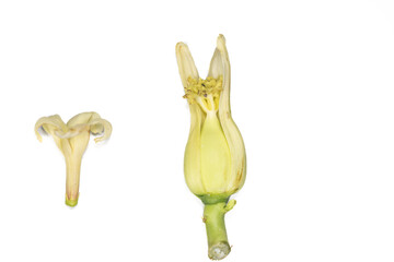 Plant Structure of Flowers, Fruits and Seeds in Laboratory.