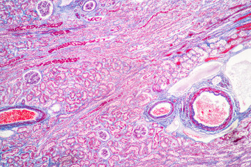 Structure of Tissue of Spleen Human, Liver Human and Kidney Human under the microscope in Lab.
