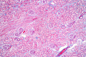 Structure of Tissue of Spleen Human, Liver Human and Kidney Human under the microscope in Lab.