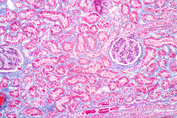 Structure of Tissue of Spleen Human, Liver Human and Kidney Human under the microscope in Lab.