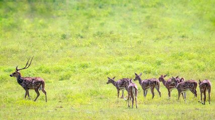 Spotted Deer ,Wall paper Ampara Sri Lanka