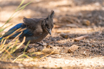 Close-up of Steller's jay (Cyanocitta stelleri) 