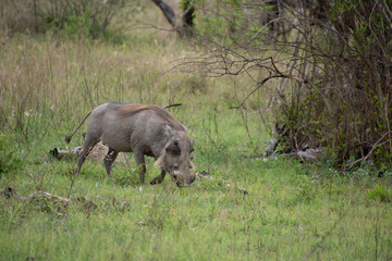 Specimen of warthog in its natural habitat in South Africa