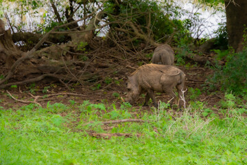 Specimen of warthog in its natural habitat in South Africa