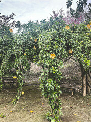 Fototapeta na wymiar apricots on the vine
