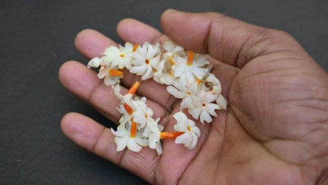 Nyctanthes arbor tristis flower. It's other names &nbsp;night blooming jasmine, tree of sorrow flower, coral jasmine and  shiuli. Harsigar or parijat flower. White flower.