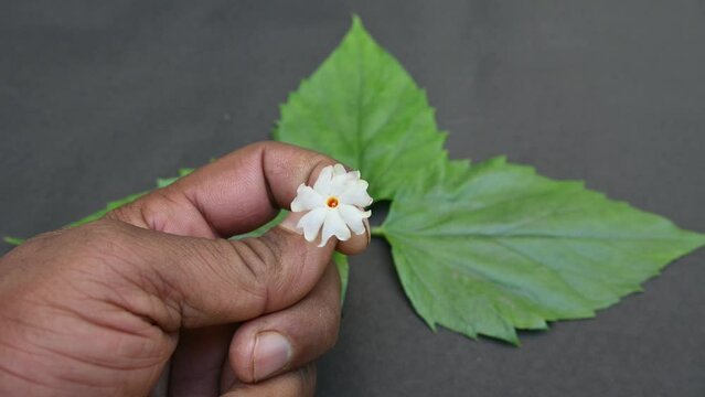 Nyctanthes arbor tristis flower. It's other names &nbsp;night blooming jasmine, tree of sorrow flower, coral jasmine and  shiuli. Harsigar or parijat flower. White flower. 
