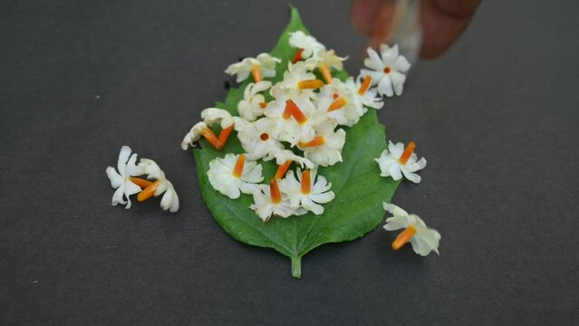 Nyctanthes arbor tristis flower. It's other names &nbsp;night blooming jasmine, tree of sorrow flower, coral jasmine and  shiuli. Harsigar or parijat flower. White flower. 
