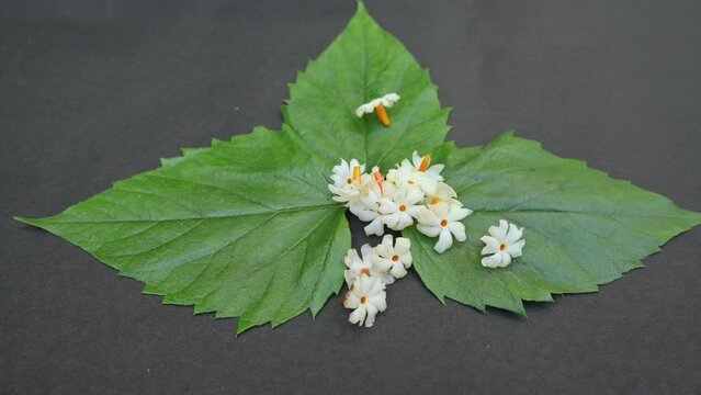Nyctanthes arbor tristis flower. It's other names  night blooming jasmine, tree of sorrow flower, coral jasmine and  shiuli. Harsigar or parijat flower. White flower. 
