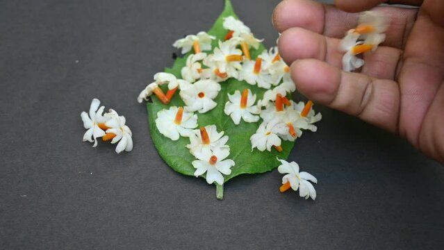 Nyctanthes arbor tristis flower. It's other names &nbsp;night blooming jasmine, tree of sorrow flower, coral jasmine and  shiuli. Harsigar or parijat flower. White flower. 
