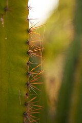 A close-up of the sharp needles of a cactus illuminated by the setting sun.