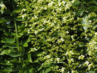 落葉樹　シダレエンジュの花