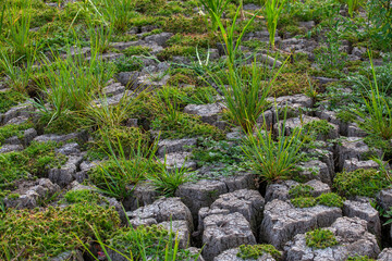 Fototapeta premium Dry cracked earth background. Global warming and climate change concept.
