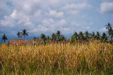 Close-up of ripe rice in a paddy field. Rice plantations on the island of Bali.