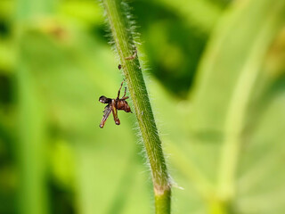 insect, nature, macro, leaf, bug, animal, closeup, wildlife, dragonfly, spider, fly, summer, wild, plant, brown, wings, close-up, grasshopper, ant, insects, fauna, grass, antenna, butterfly, close