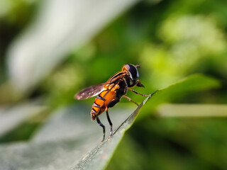 insect, nature, macro, leaf, bug, animal, closeup, wildlife, dragonfly, spider, fly, summer, wild, plant, brown, wings, close-up, grasshopper, ant, insects, fauna, grass, antenna, butterfly, close