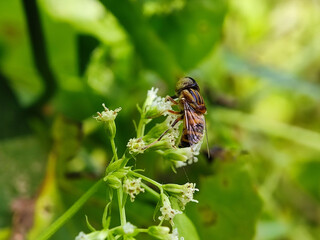 insect, nature, macro, leaf, bug, animal, closeup, wildlife, dragonfly, spider, fly, summer, wild, plant, brown, wings, close-up, grasshopper, ant, insects, fauna, grass, antenna, butterfly, close