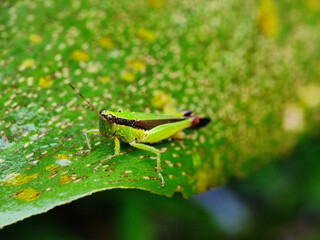 grasshopper, insect, macro, nature, locust, bug, grass, animal, cricket, leaf, closeup, wildlife, antenna, close-up, hopper, insects, jump, summer, detail, isolated, pest, small, leg, green, grasshopp