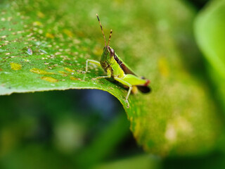 grasshopper, insect, macro, nature, locust, bug, grass, animal, cricket, leaf, closeup, wildlife, antenna, close-up, hopper, insects, jump, summer, detail, isolated, pest, small, leg, green, grasshopp