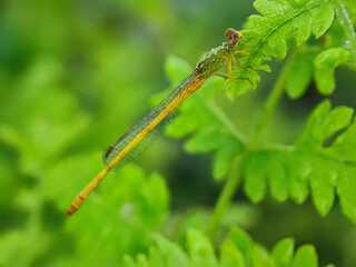 dragonfly, insect, nature, macro, animal, bug, green, damselfly, wildlife, fly, wings, closeup, wing, insects, fauna, leaf, dragon, summer, eyes, grass, plant, red, yellow, blue, close-up