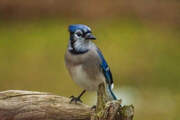 Blue Jay perched in Winter