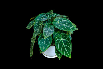 heart shaped green variegated leaves pattern of rare Anthurium crystallinum plant the tropical foliage houseplant in white pot isolated on black background with clipping path