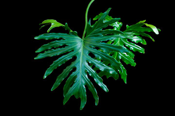 Dark green leaves of split-leaf philodendron selloum or monstera the exotic tropical foliage houseplant isolated on black background with clipping path © Tri Visuals