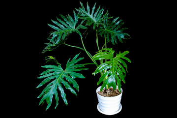 Dark green leaves of split-leaf philodendron selloum or monstera the tropical foliage plant bush popular rainforest houseplant in white flower pot isolated on black background. clipping path included © Tri Visuals