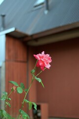 small red flowers in a house garden