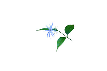 Close-up of blue flowers on transparent background png file.