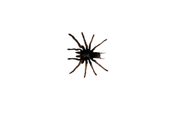 Close-up of a large spider on a transparent background png file.