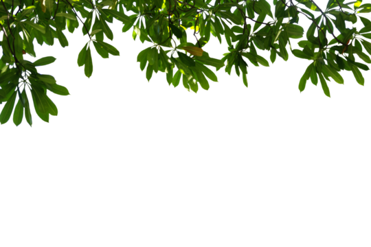 Image of a branch with leaves of a large tree on a transparent background png file.