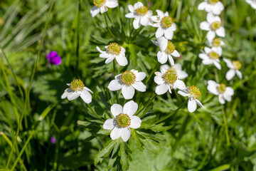 Subalpine meadows during the flowering period of plants, remnants of snow cover on the northern macrosclines of the mountains.