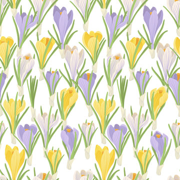 seamless pattern with yellow, white and violet crocuses, spring flowers, vector drawing wild plants at white background, floral ornament, hand drawn botanical illustration