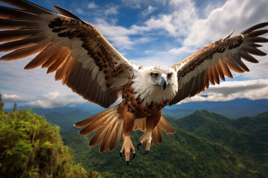 A Philippine Eagle soaring in the sky, showcasing its impressive wingspan and regal presence